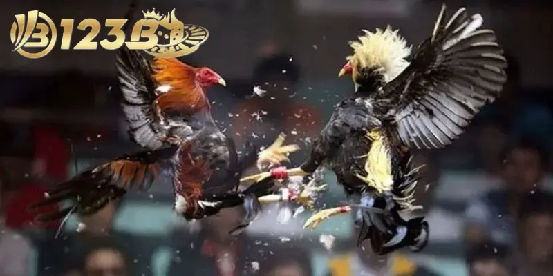 Kỹ thuật đấu gà tre được sử dụng phổ biến khi chơi